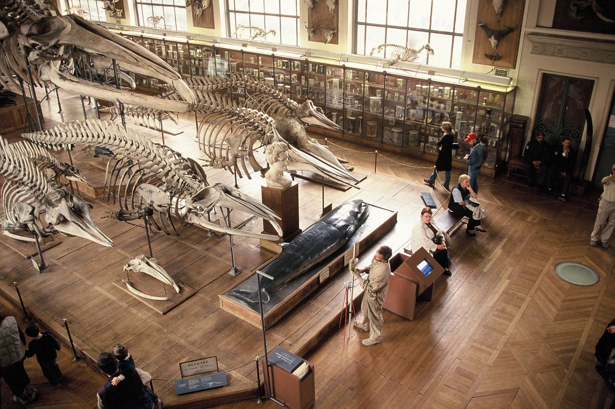 Reprise des fondations au sein du muséum national d'histoire naturelle à Paris